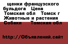 щенки французского бульдога › Цена ­ 45 000 - Томская обл., Томск г. Животные и растения » Собаки   . Томская обл.